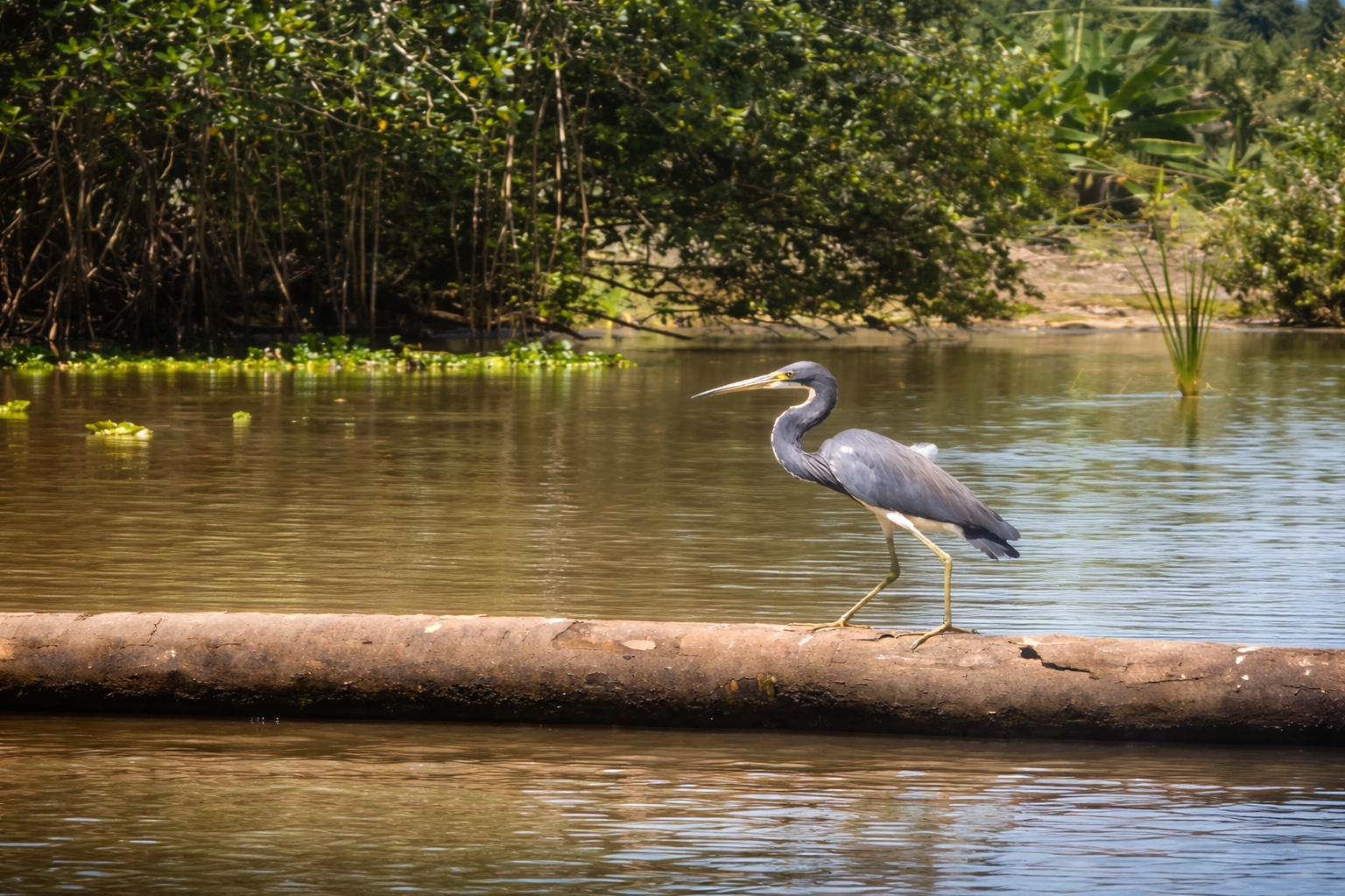 Cahuita & Tortuguero Kanäle